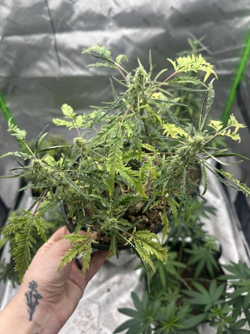 Cleopatra/Crown Bonsai. Week 24