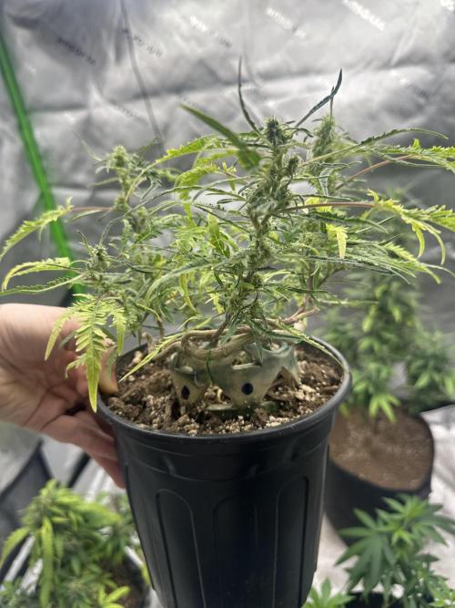 Cleopatra/Crown Bonsai. Week 24