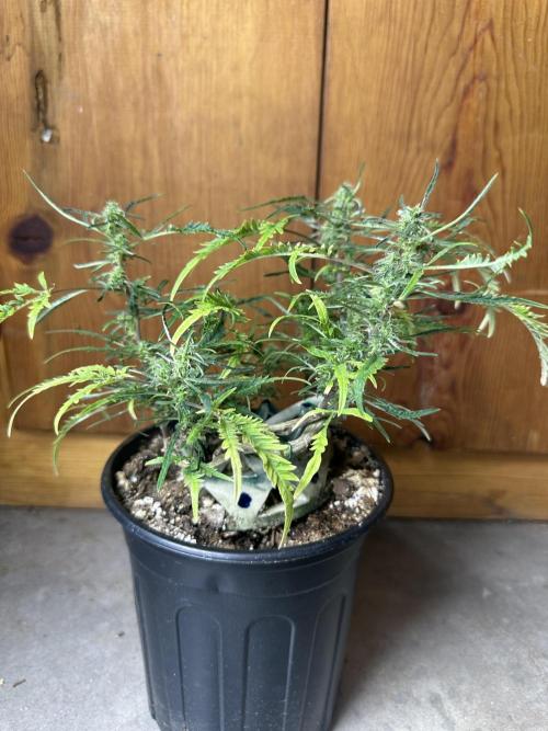 Cleopatra/Crown Bonsai. Week 24