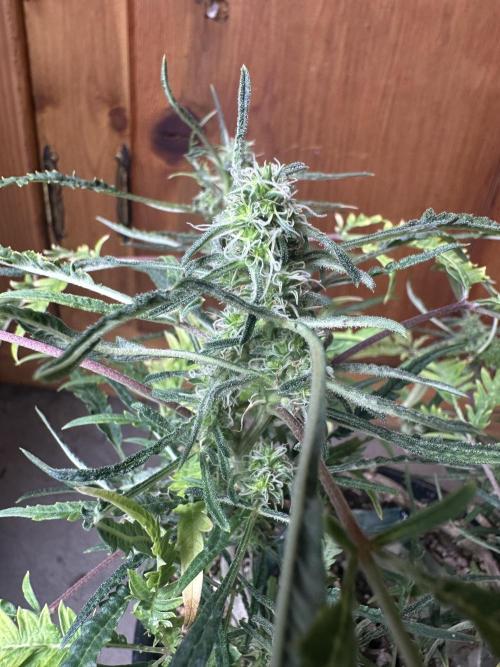 Cleopatra/Crown Bonsai. Week 24