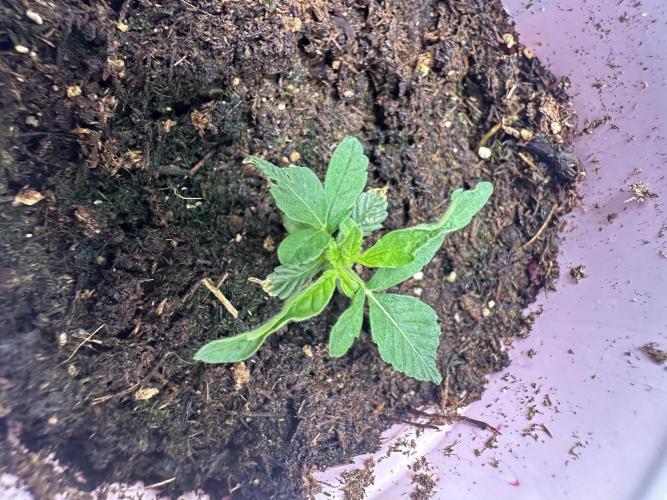 Pure Kush. Week 2