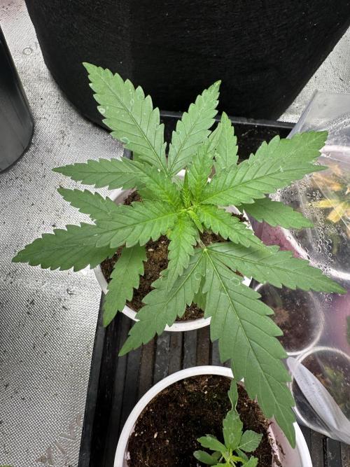 Pure Kush. Week 2