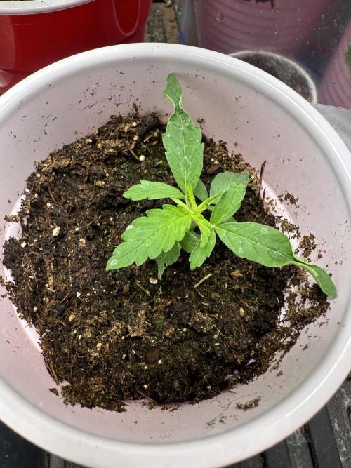 Pure Kush. Week 2