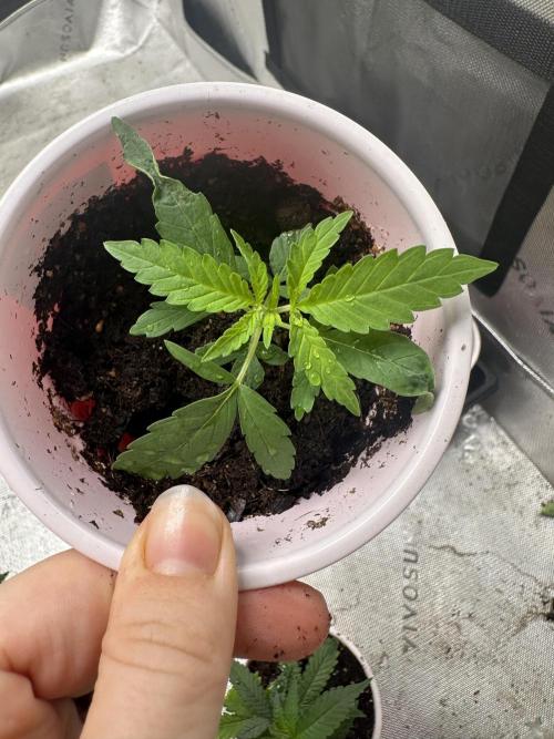 Pure Kush. Week 2