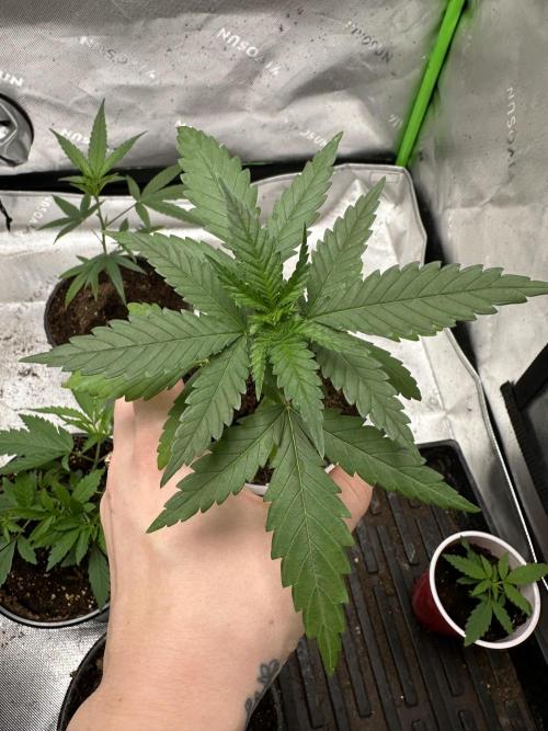 Pure Kush. Week 2