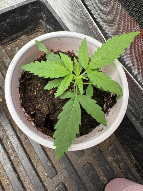 Pure Kush. Week 2