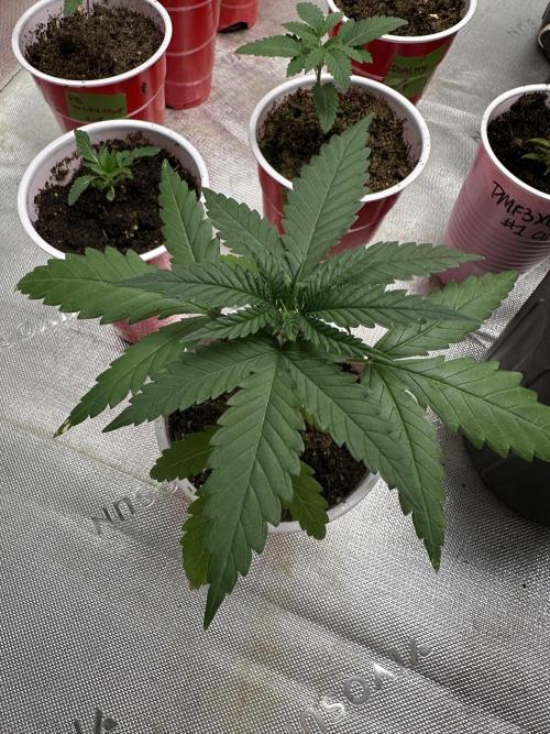 Pure Kush. Week 2