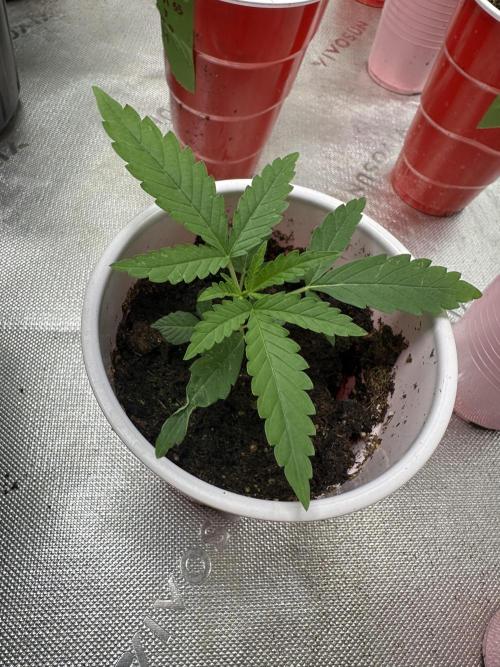 Pure Kush. Week 2