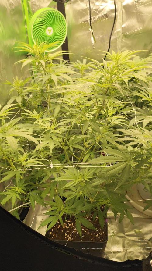 SweetSeeds Grow