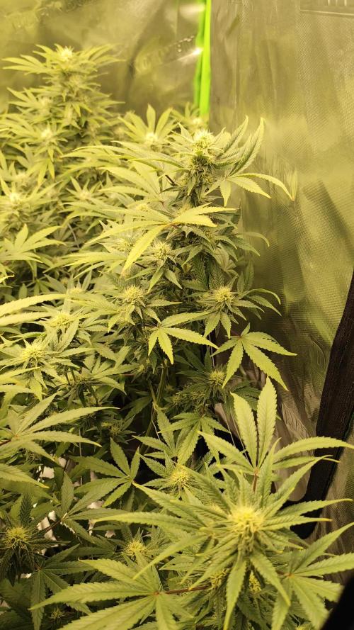 SweetSeeds Grow