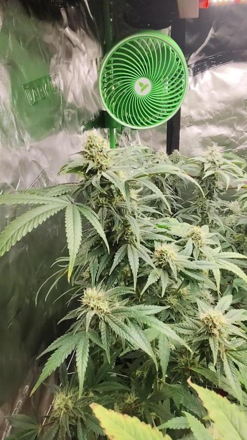 SweetSeeds Grow