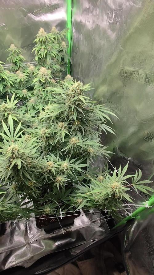 SweetSeeds Grow