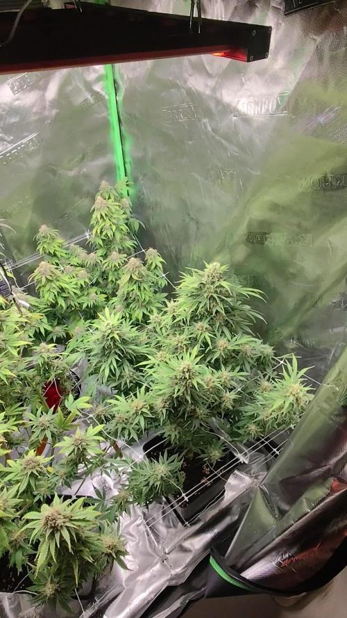 SweetSeeds Grow