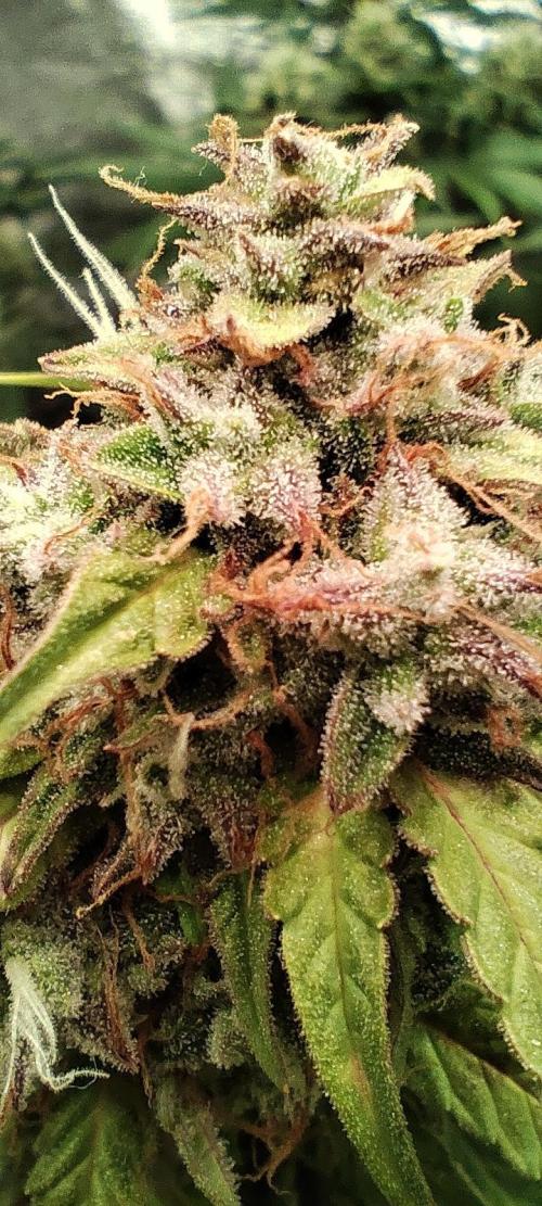 White label Runtz. Week 14