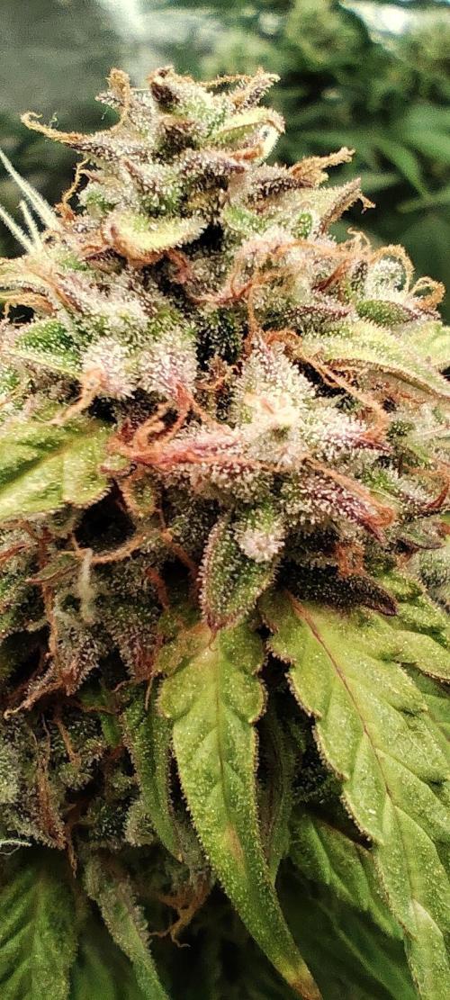 White label Runtz. Week 14