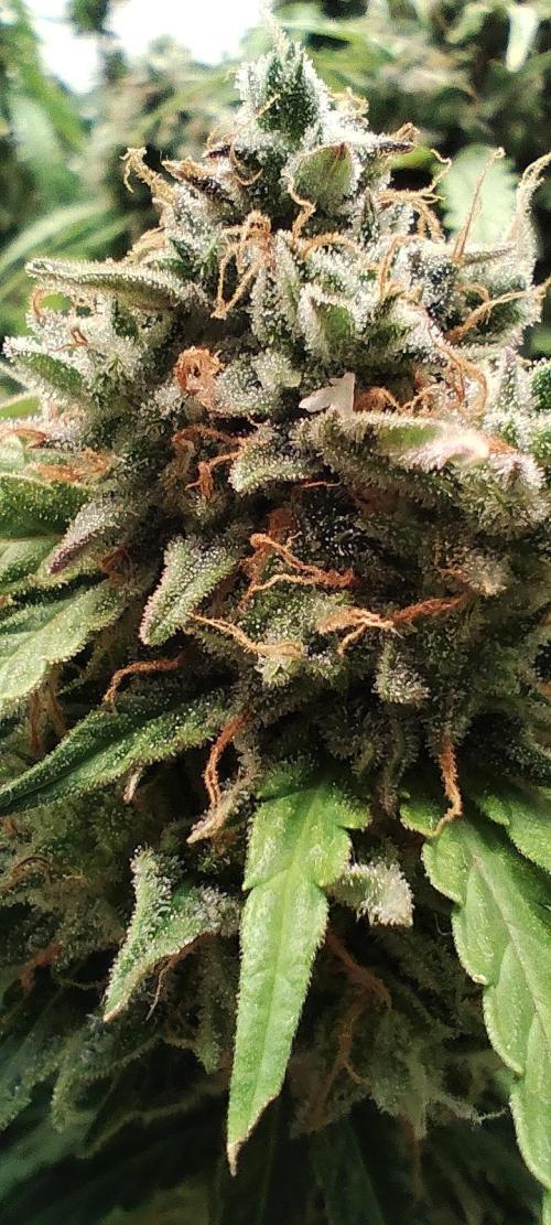 White label Runtz. Week 14