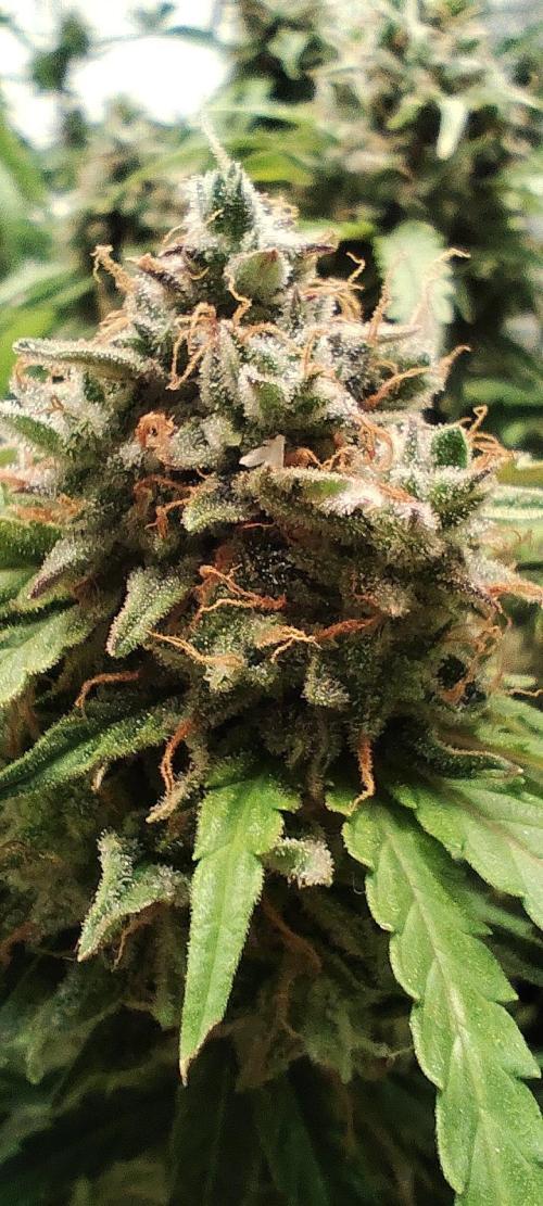 White label Runtz. Week 14