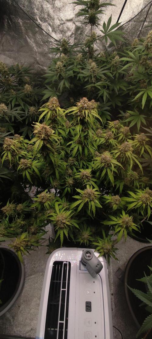 White label Runtz. Week 14