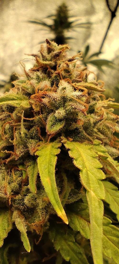 White label Runtz. Week 14