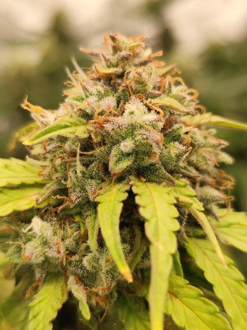 White label Runtz. Week 14