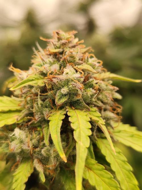 White label Runtz. Week 14