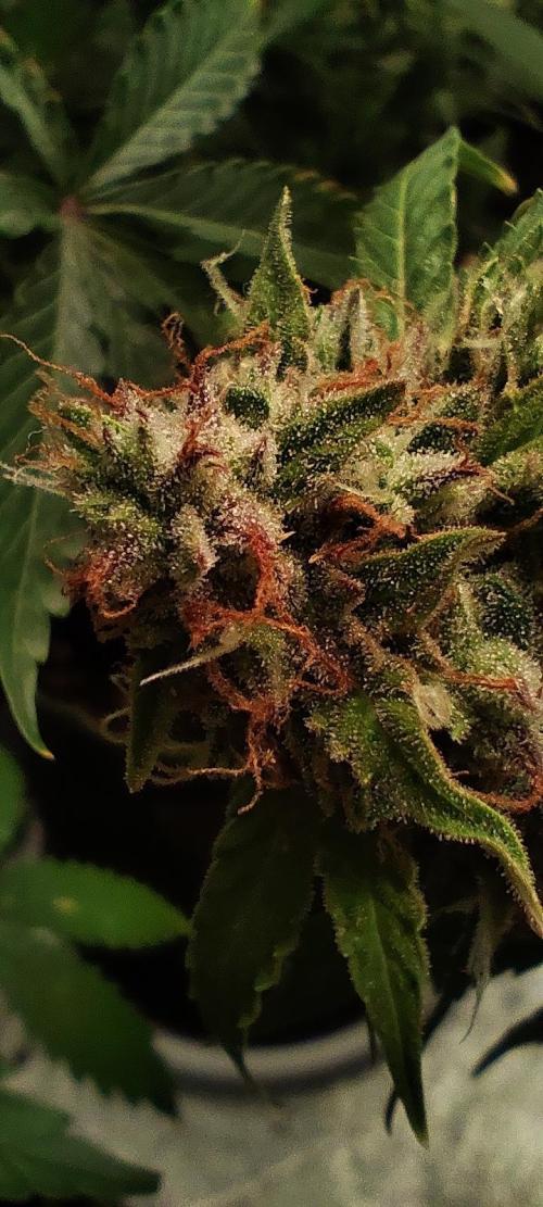 White label Runtz. Week 14