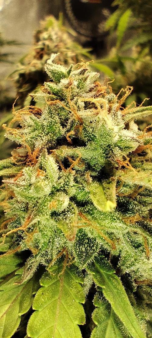 White label Runtz. Week 14