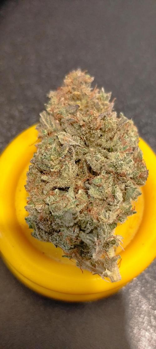 White label Runtz. Week 15