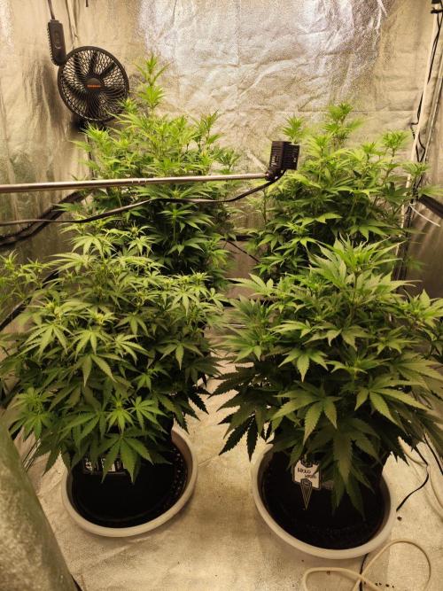 SuperBoof & Apolo Haze. Week 2