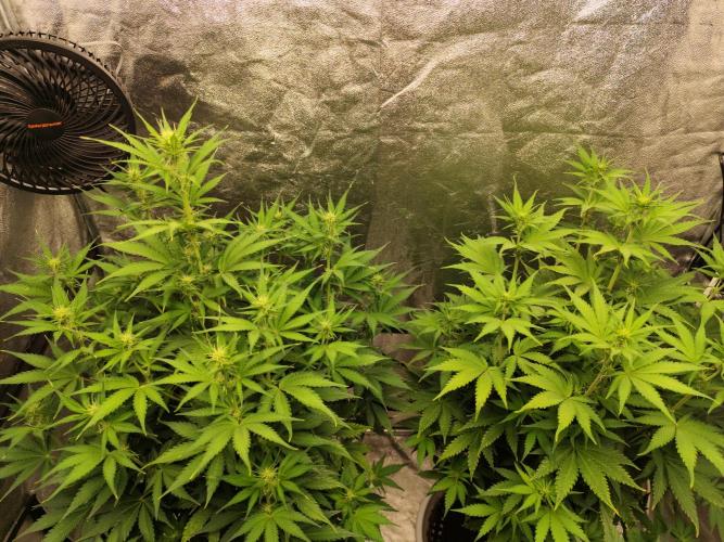 SuperBoof & Apolo Haze. Week 2