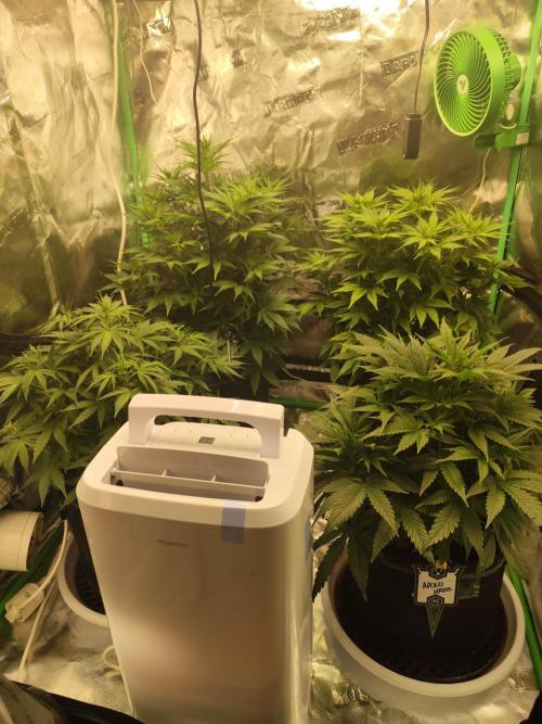 SuperBoof & Apolo Haze. Week 2