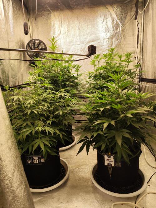 SuperBoof & Apolo Haze. Week 2