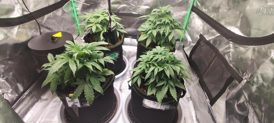 SuperBoof & Apolo Haze. Week 2