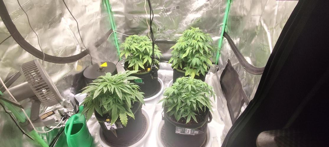 SuperBoof & Apolo Haze. Week 2