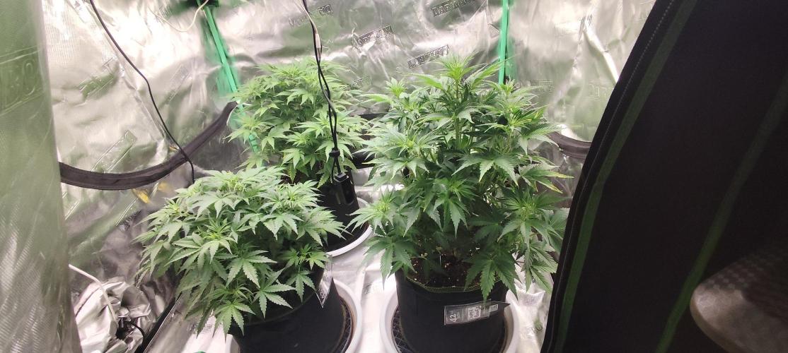 SuperBoof & Apolo Haze. Week 2