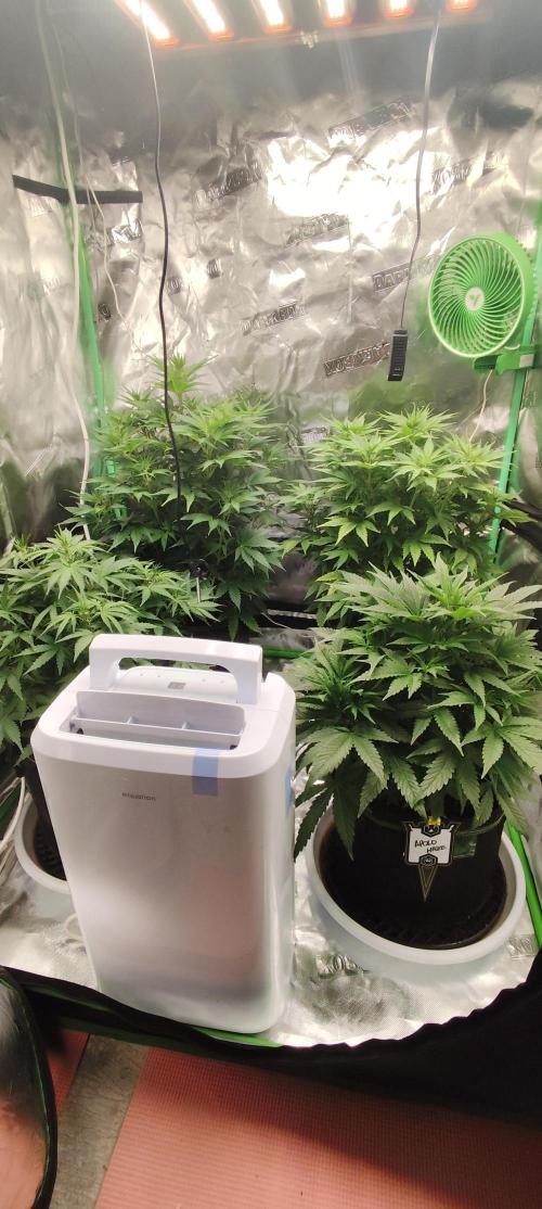 SuperBoof & Apolo Haze. Week 2