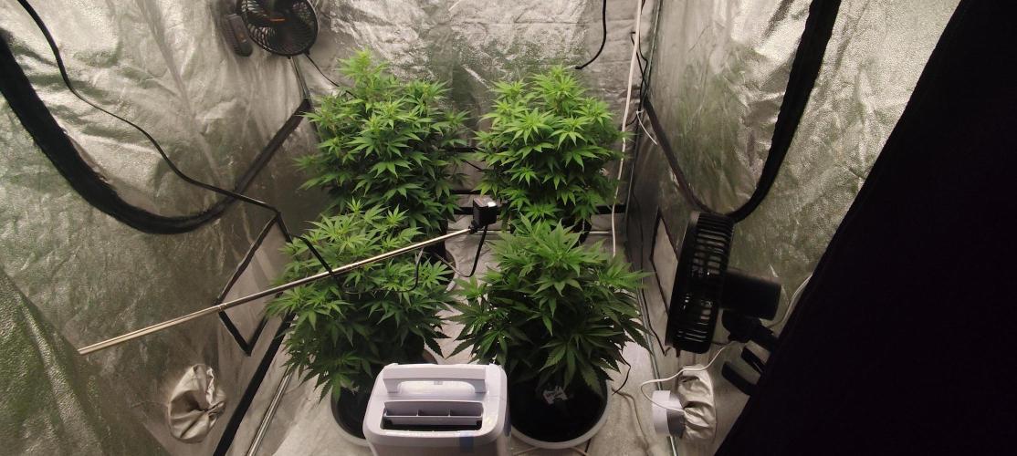 SuperBoof & Apolo Haze. Week 2