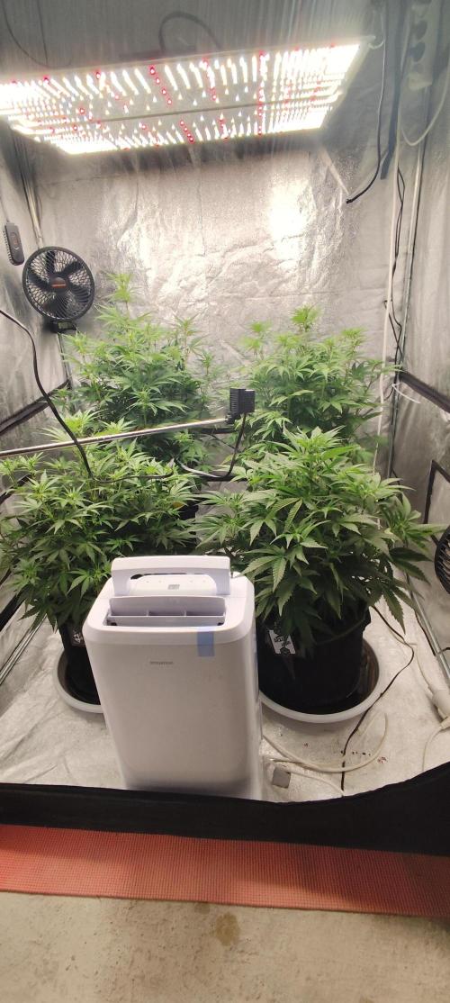 SuperBoof & Apolo Haze. Week 2