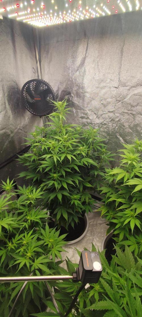 SuperBoof & Apolo Haze. Week 2