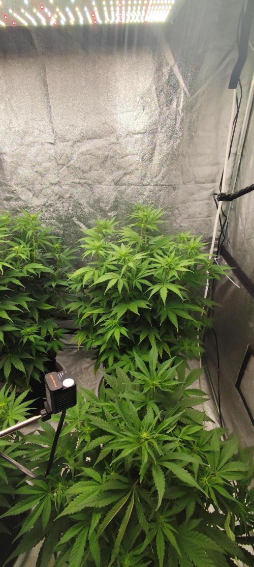 SuperBoof & Apolo Haze. Week 2