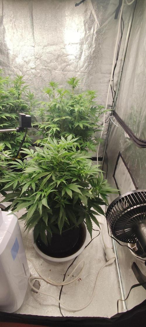 SuperBoof & Apolo Haze. Week 2