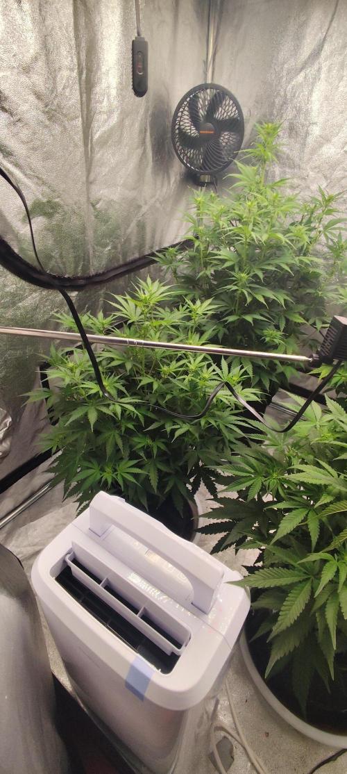 SuperBoof & Apolo Haze. Week 2