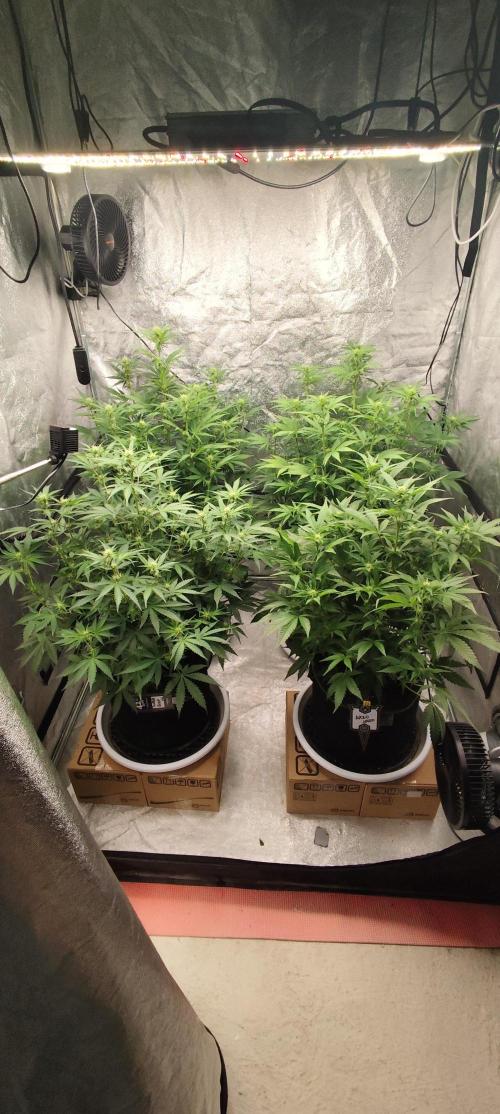 SuperBoof & Apolo Haze. Week 2 - day 49