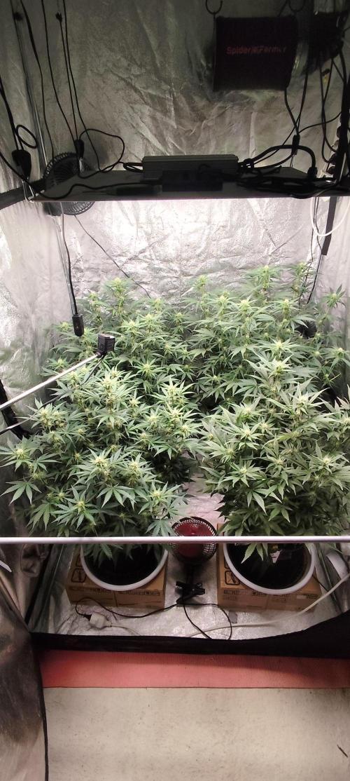 SuperBoof & Apolo Haze. Week 2 - day 55