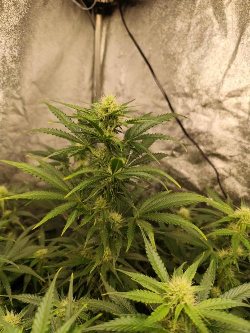 SuperBoof & Apolo Haze. Week 2 - day 55