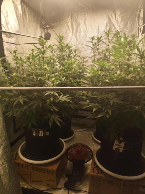 SuperBoof & Apolo Haze. Week 2 - day 55