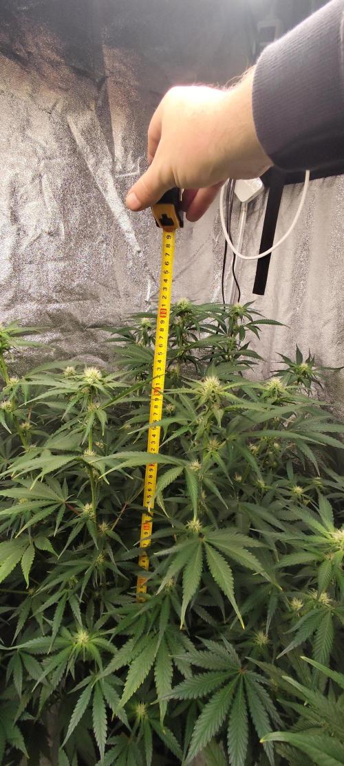 SuperBoof & Apolo Haze. Week 2 - day 55