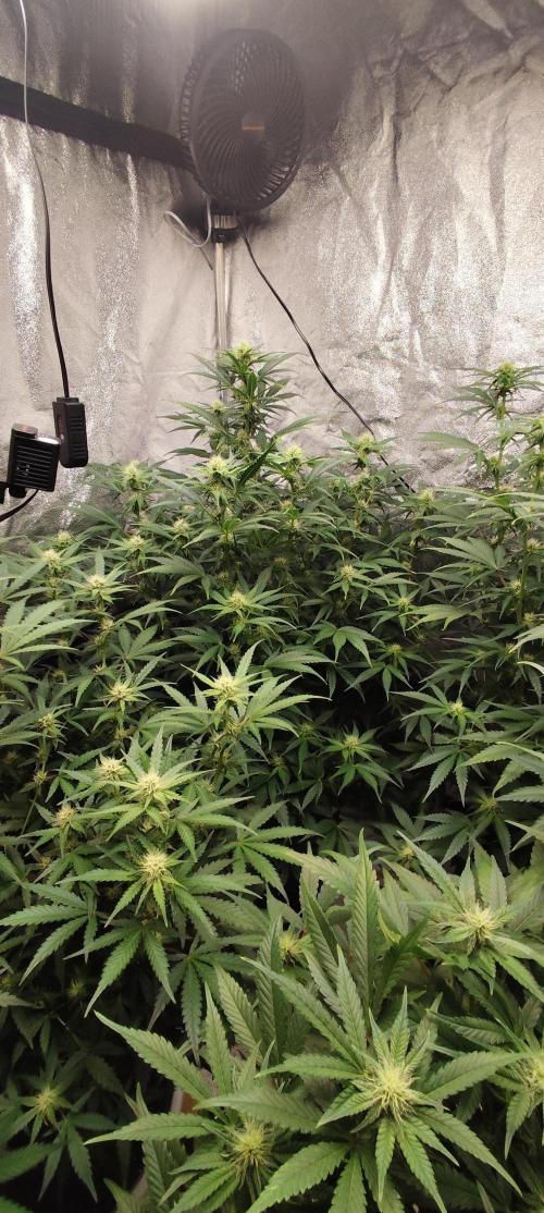 SuperBoof & Apolo Haze. Week 2 - day 55