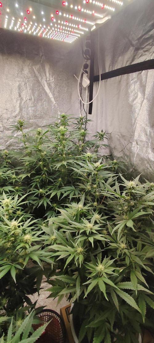 SuperBoof & Apolo Haze. Week 2 - day 55