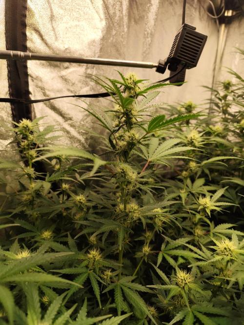 SuperBoof & Apolo Haze. Week 2 - day 55